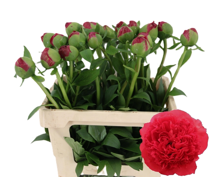 <h4>PAEO COM PERFORMANCE</h4>