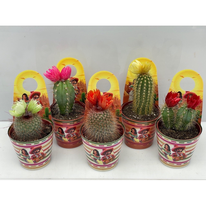 <h4>CACTUS GEM</h4>