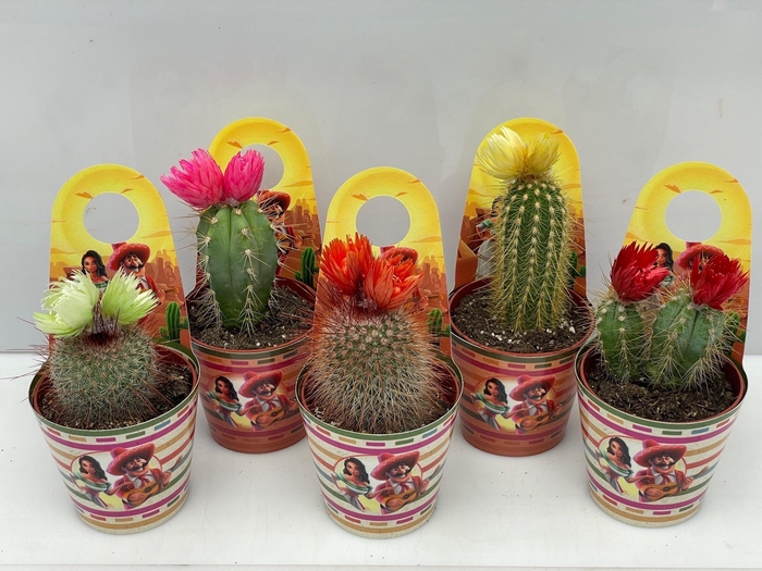 <h4>CACTUS GEM</h4>