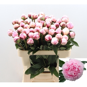 PAEO L SARA BERNHARD