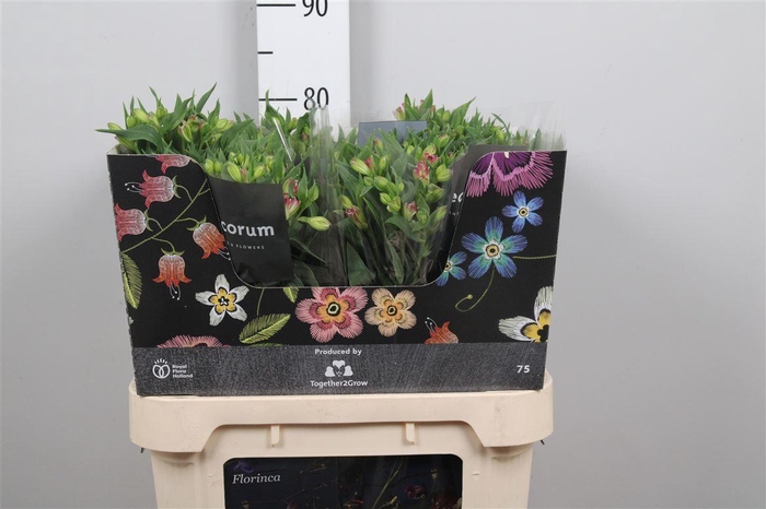 <h4>Alst Fl Joy Ride</h4>