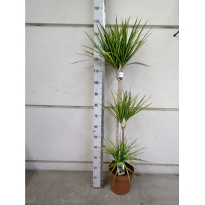 Dracaena marg. 'Sunray'