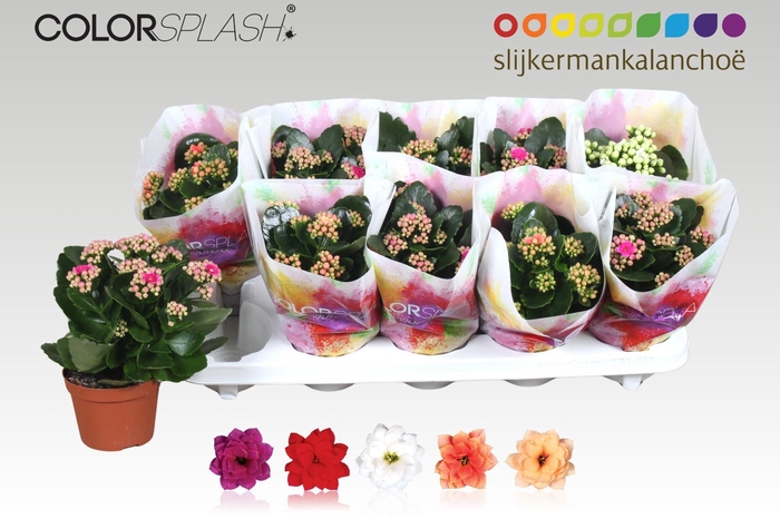 <h4>KAL GE GEM 5 KL</h4>