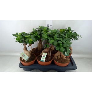 Ficus microcarpa 'Ginseng'