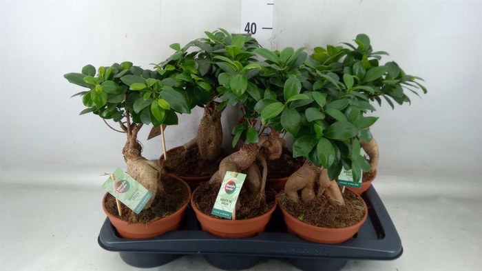 <h4>Ficus microcarpa 'Ginseng'</h4>