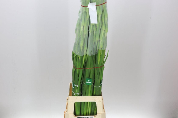 <h4>Gladiolus Gr Oasis</h4>