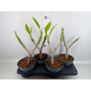 Plumeria rubra 'Hawaiian'   ...mix