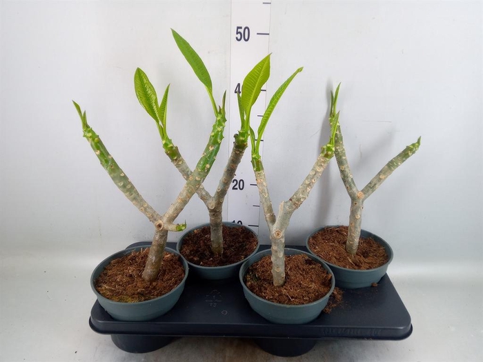 <h4>Plumeria rubra 'Hawaiian'   ...mix</h4>