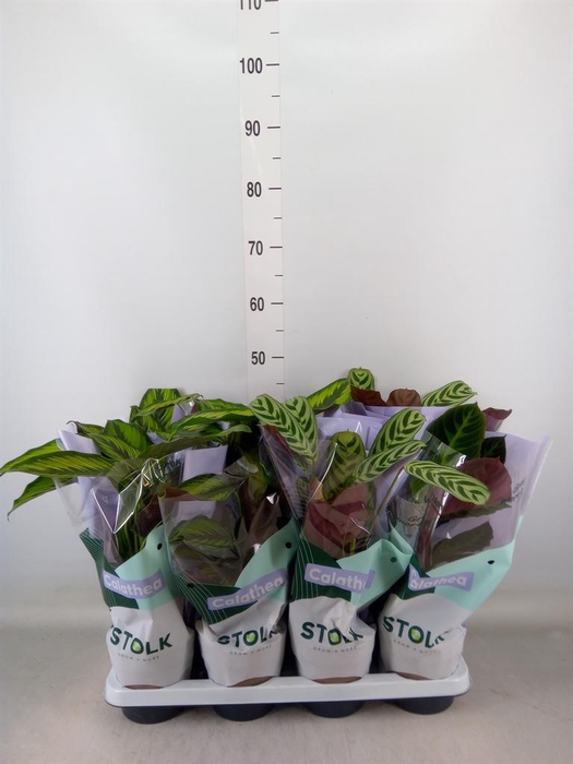 <h4>Calathea ...mix 4</h4>