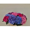 Hydrangea mix exclusive
