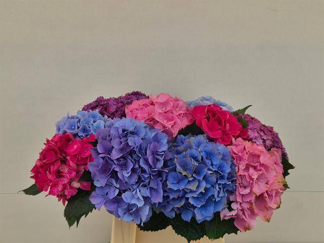 Hydrangea mix exclusive