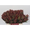 Leucadendron Highlight