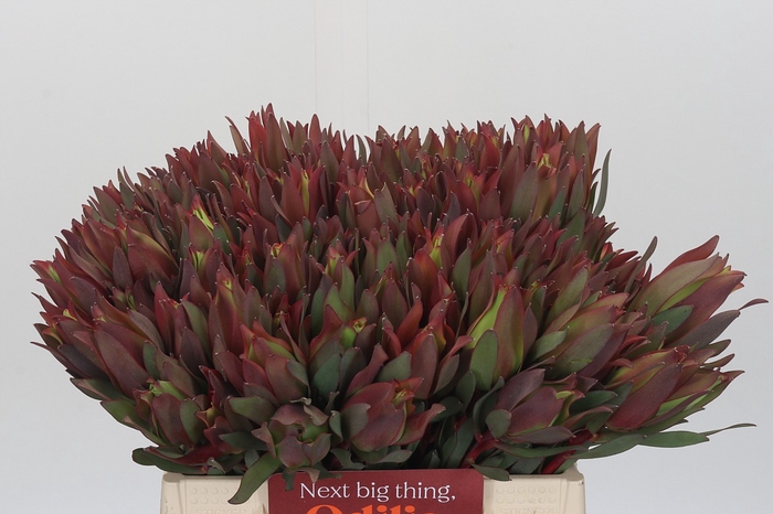Leucadendron Highlight