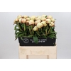 Paeonia Dr F.G. Brethour