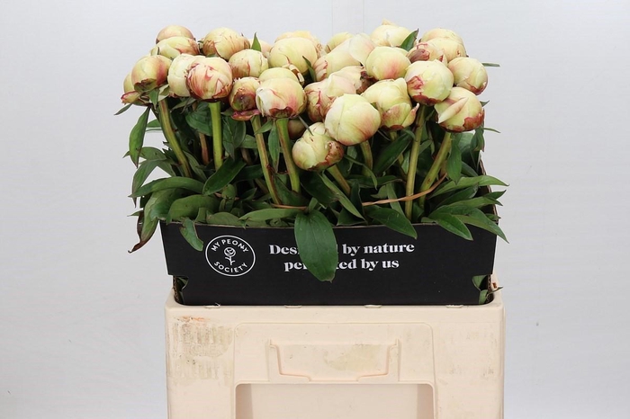 Paeonia Dr F.G. Brethour