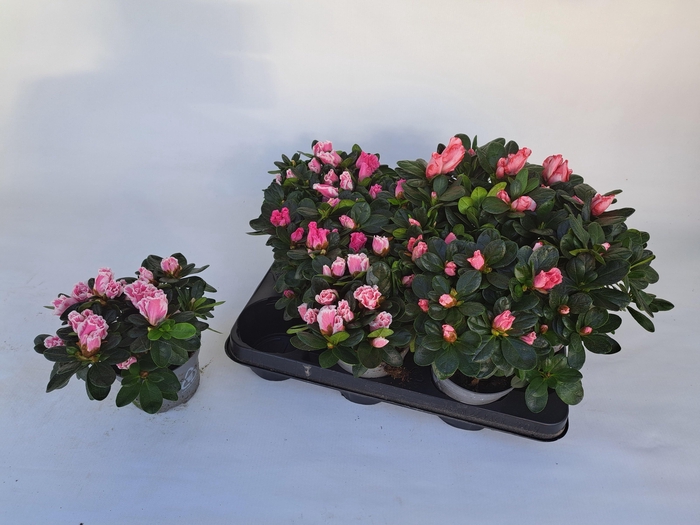 <h4>RHODO SI GEM 3 SRT</h4>