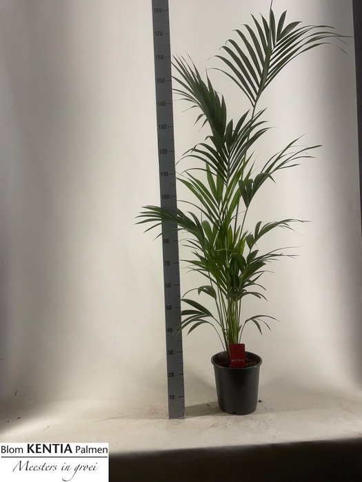 <h4>HOWEA FORSTERIANA</h4>