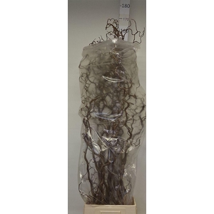 Corylus Av Contorta