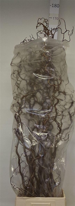 <h4>Corylus Av Contorta</h4>