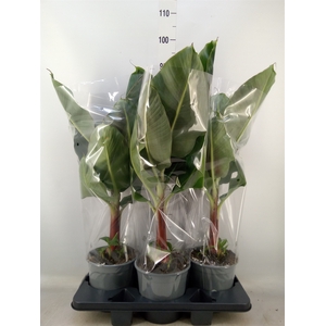 Musa  'Tropicana'