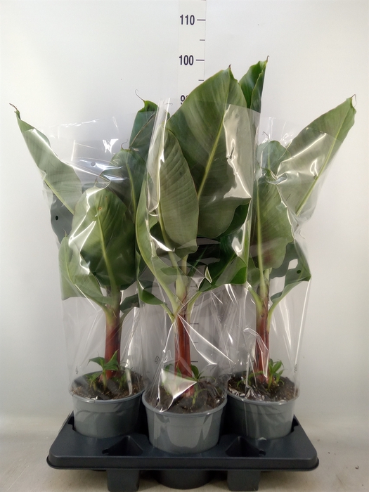 <h4>Musa  'Tropicana'</h4>
