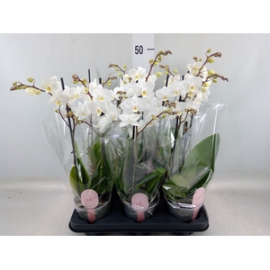 Phalaenopsis multi.   ...white