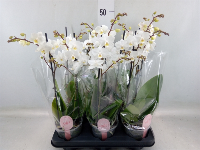 <h4>Phalaenopsis multi.   ...white</h4>