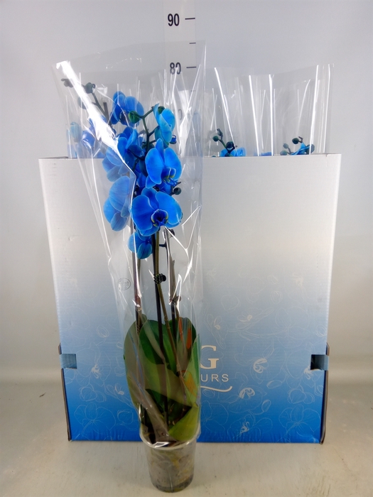 <h4>Phalaenopsis   ...</h4>