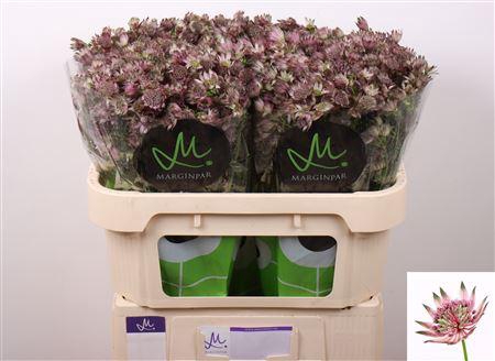 <h4>ASTR STAR OF AFRICA</h4>