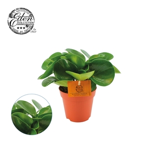 Peperomia Obtusifolia Groen 12cm