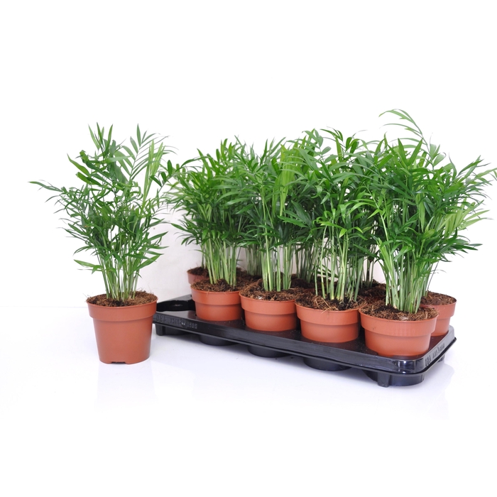 <h4>CHAMAED ELEGANS</h4>