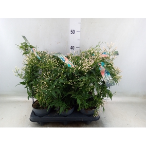 Jasminum polyanthum