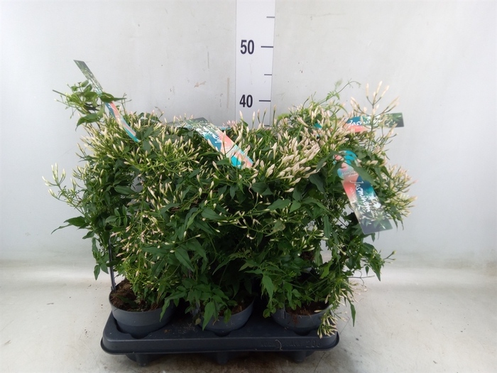<h4>Jasminum polyanthum</h4>