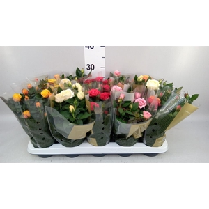 Rosa  'Kordana Grande'   ...mix