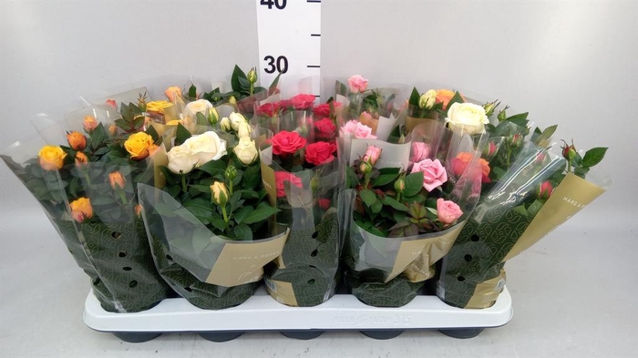 Rosa  'Kordana Grande'   ...mix