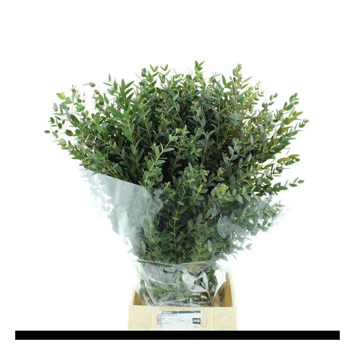 <h4>EUC PARVIFOLIA P BS</h4>