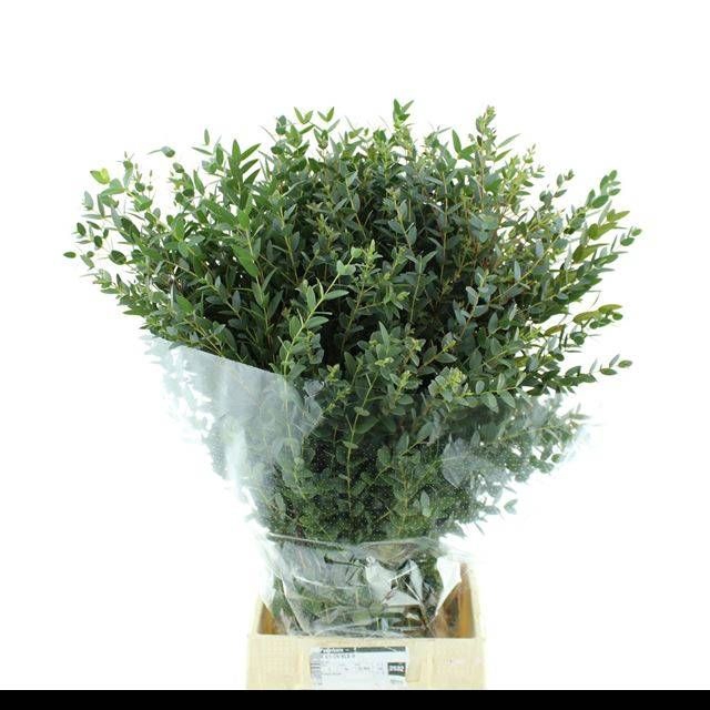 <h4>EUC PARVIFOLIA P BS</h4>