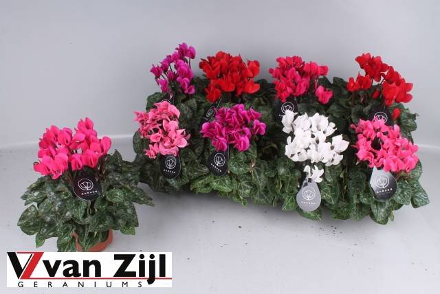 <h4>CYCL KL GARDEN</h4>