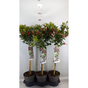 Ilex meserv. 'Blue Maid'