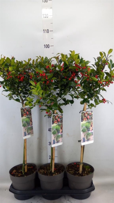 <h4>Ilex meserv. 'Blue Maid'</h4>