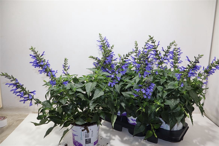 <h4>Salvia Lake Como</h4>