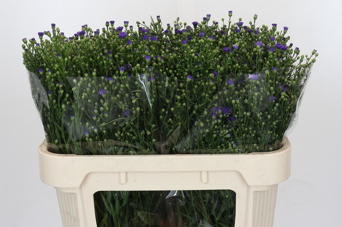 <h4>AST CASAMARE</h4>