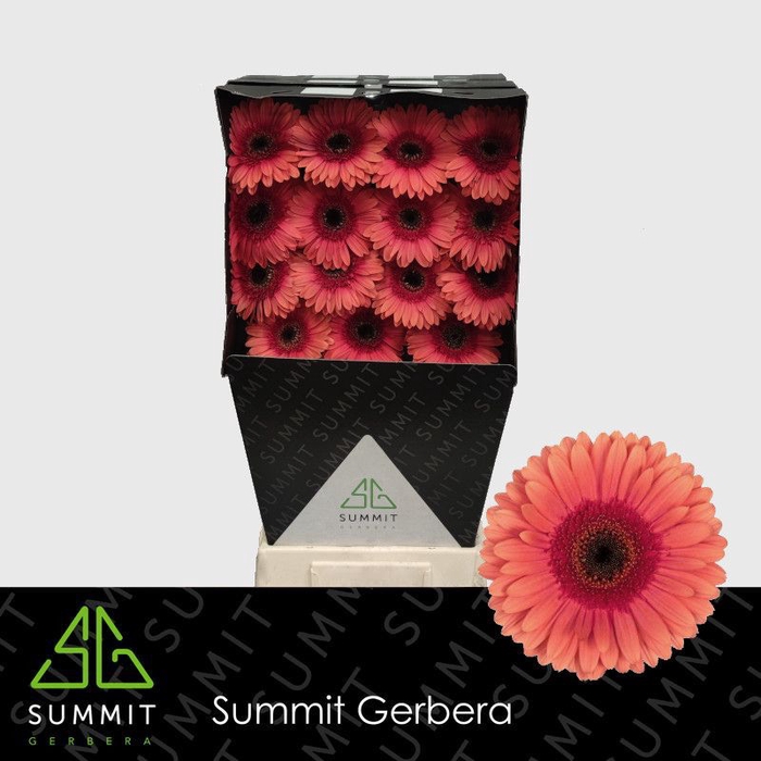 <h4>Gerbera Pirlo Diamond</h4>