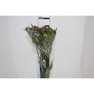 ALSTROEMERIA GALAXY 080 CM LILAS