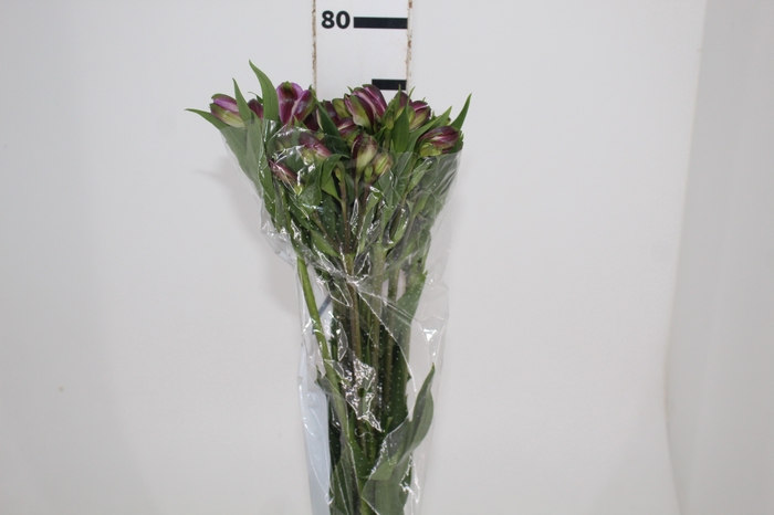 <h4>ALSTROEMERIA GALAXY 080 CM LILAS</h4>
