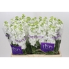 Matthiola incana StoX White