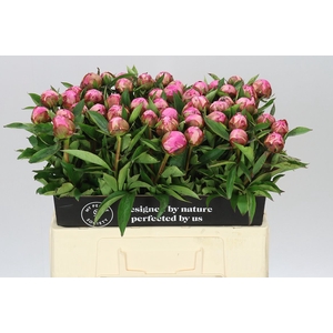 Paeonia Dr A Fleming A2