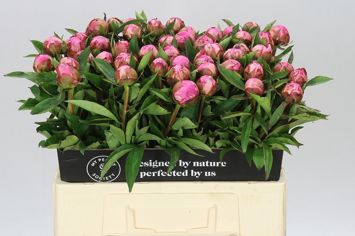 <h4>Paeonia Dr A Fleming A2</h4>