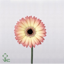 FATSIA JAPONICA BLAD