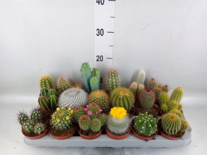 <h4>Cactus ...mix</h4>